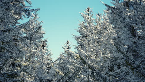 Winter-Ruhiger-Wald-An-Sonnigen-Tagen